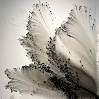 Muriel Napoli -&nbsp;Dragonniere 39 1/2 x 39 1/2 in.