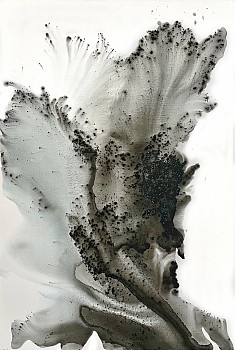 Muriel Napoli -&nbsp;Imperceptible 47 x 31 1/2 in.